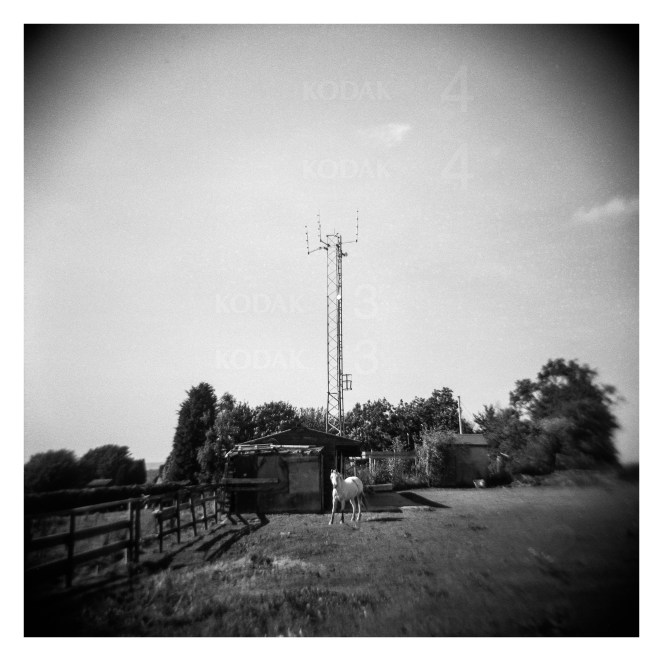 FILM - Horse antenna-2