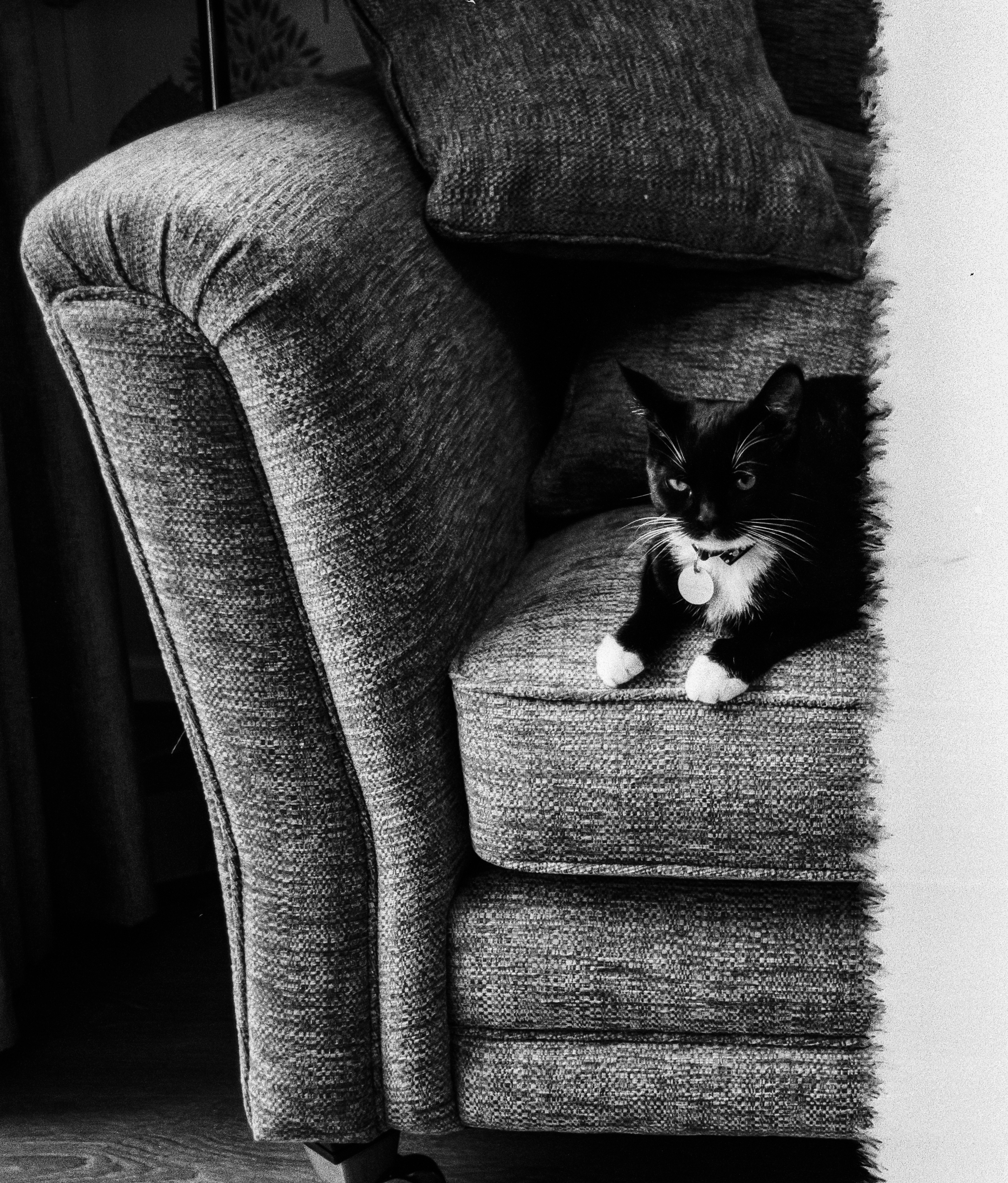 FILM - Sofa cat