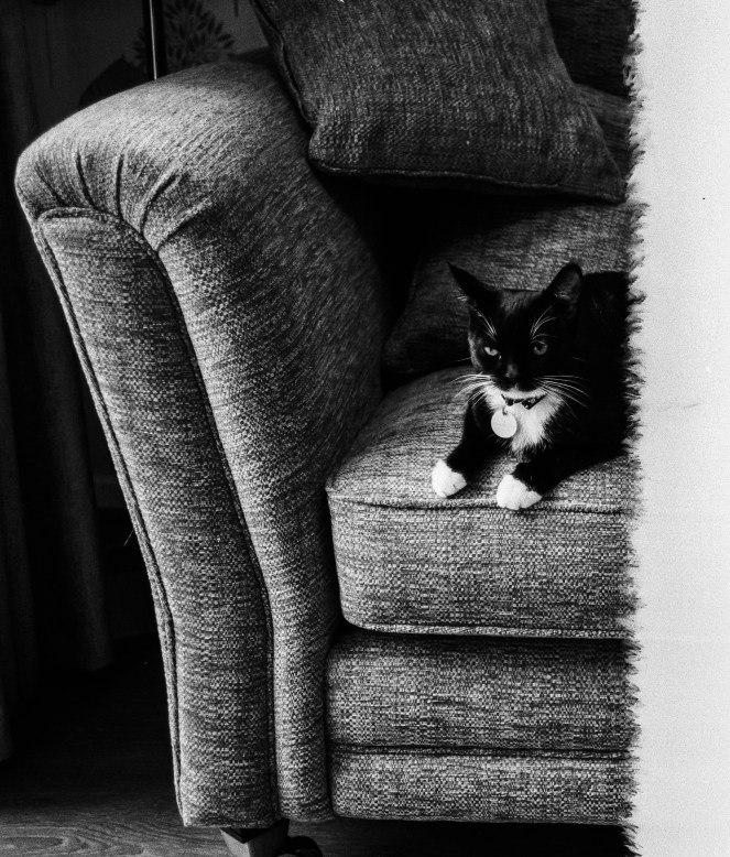 FILM - Sofa cat